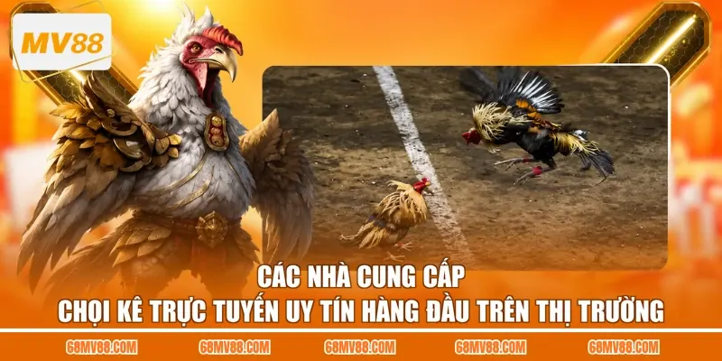 Các nhà cung cấp chọi kê trực tuyến uy tín hàng đầu trên thị trường 